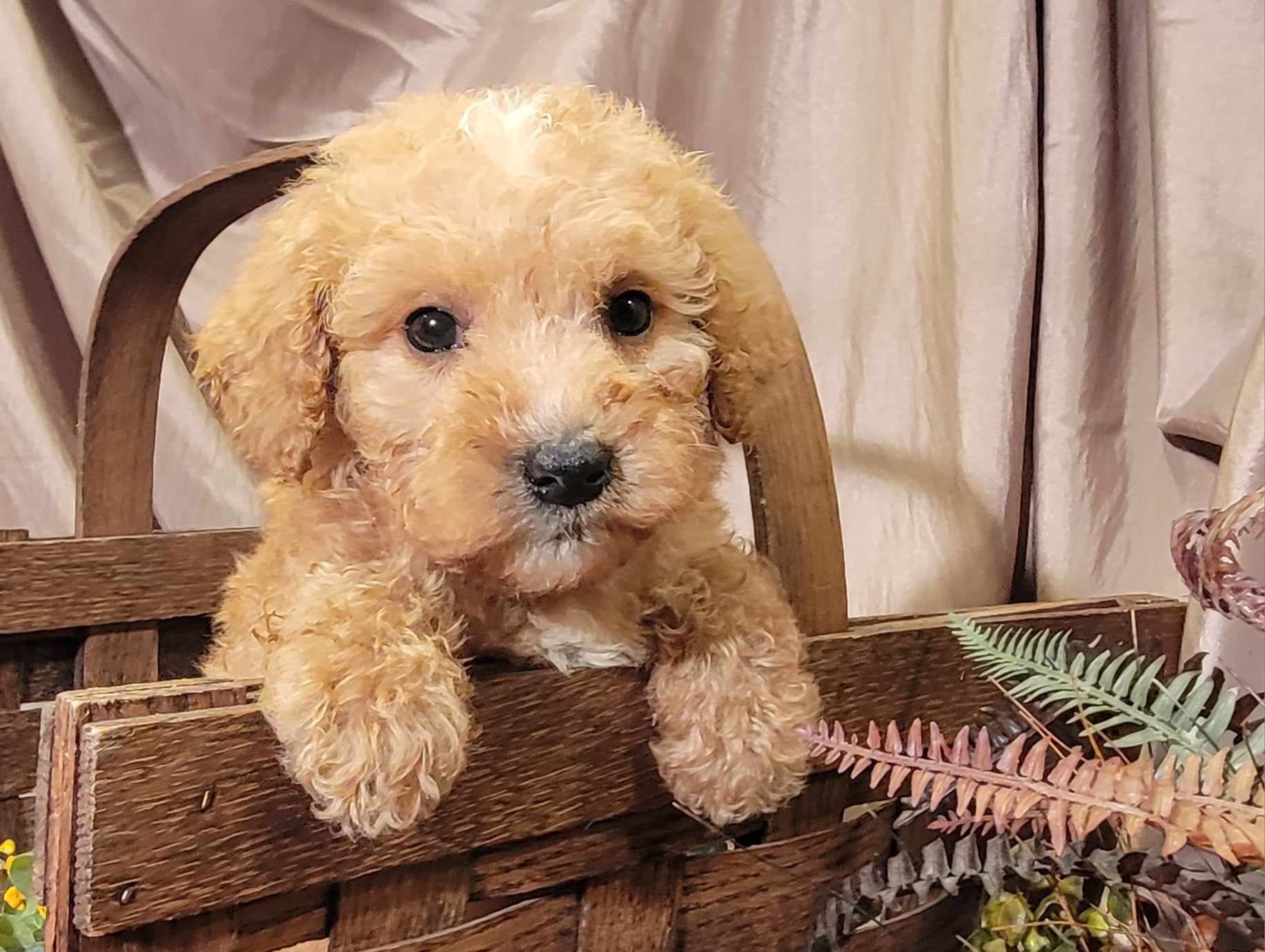 puppy, for, sale, Goldendoodle Mini F1B, Lana  Arnall, dog, breeder, Hartville, MO, dog-breeder, puppy-for-sale, forsale, nearby, find, puppyfind, locator, puppylocator, aca